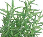 rosemary herb