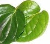Betel Leaf