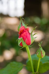 rose herb health benefits