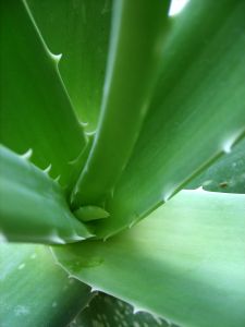 aloe-vera