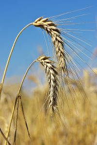 barley allergy