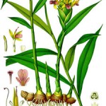 Nausia