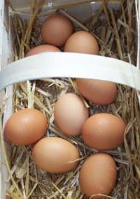 egg allergy