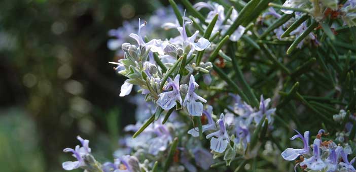 Rosemary Herb