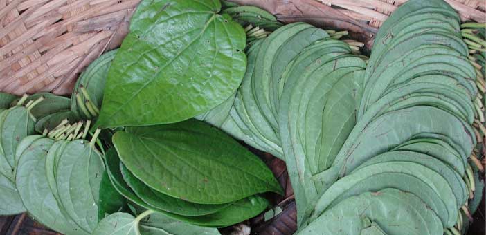 betel leaves