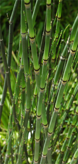 Bamboo plant