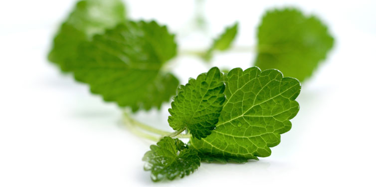 Spearmint Leaves