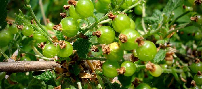 Gooseberries Amla