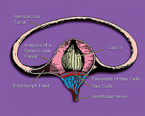 Vestibular system semicircular canal