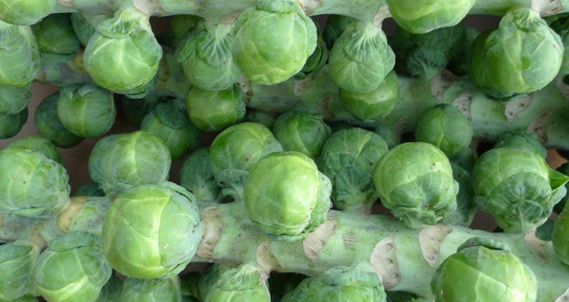 Brussel sprouts allergy