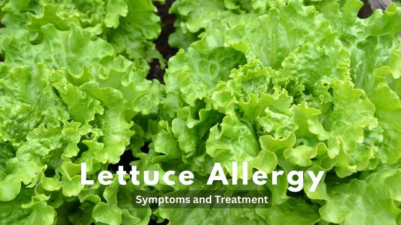 Lettuce Allergy