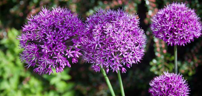 Allium Allergy