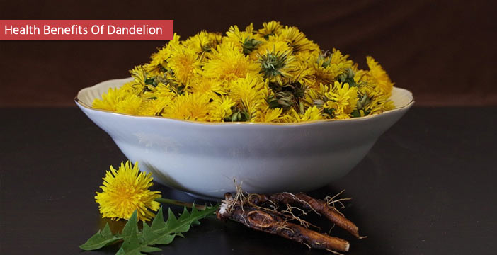 Health Benefits Dandelion