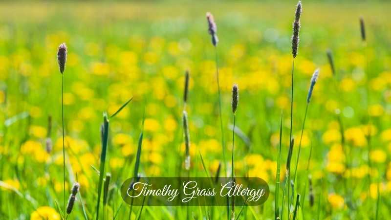 Timothy Grass Allergy