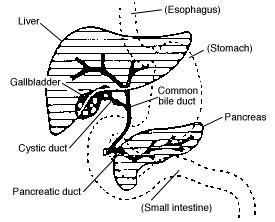 bladder cysts