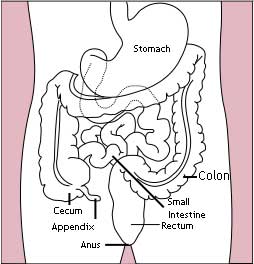 Bowel Movement