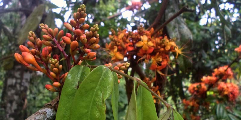 Ashoka Tree