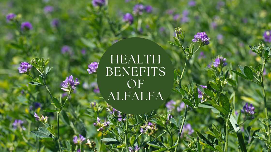 Health Benefits Of Alfalfa