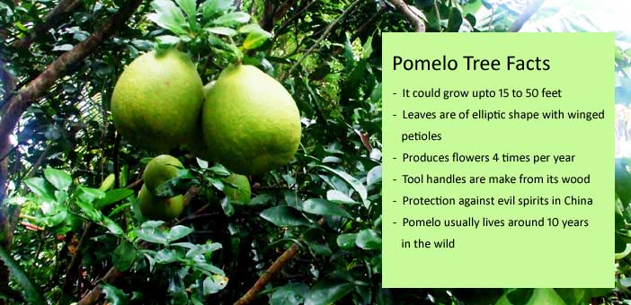 pomelo tree facts