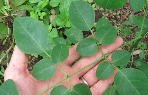 moringa