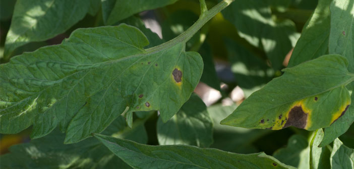 Tomato Blight