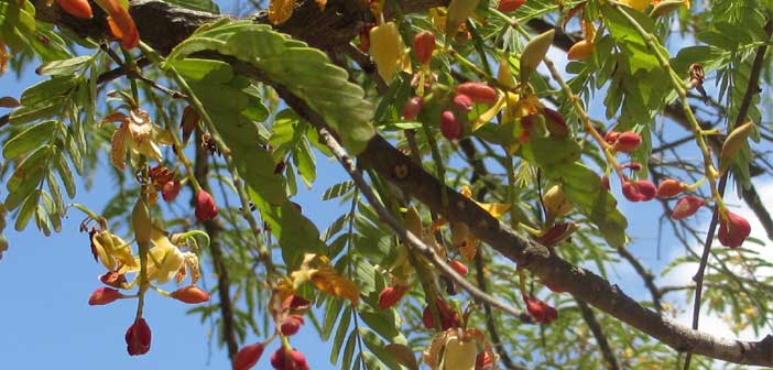 tamarind flowers leaves trees