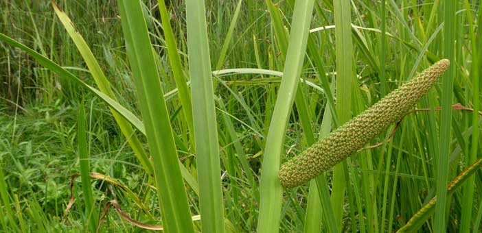 Acorus Calamus or Sweet Flag