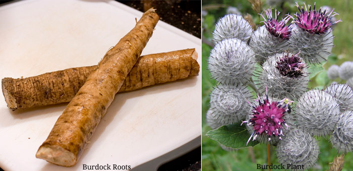 Burdock Roots