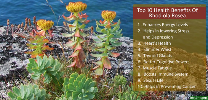 10 Benefits Of Rhodiola Rosea