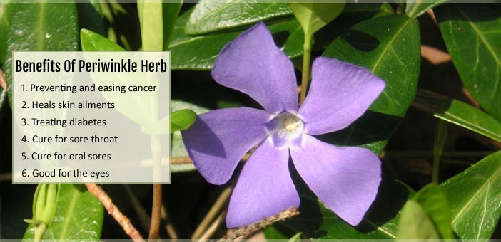 Periwinkle Herb Benefits