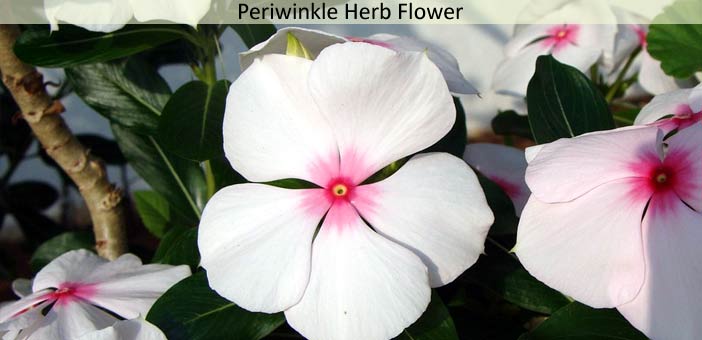 Periwinkle Herb Flower