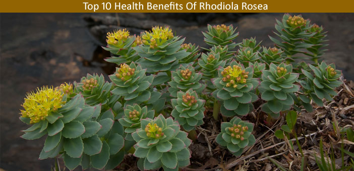 Rhodiola Rosea