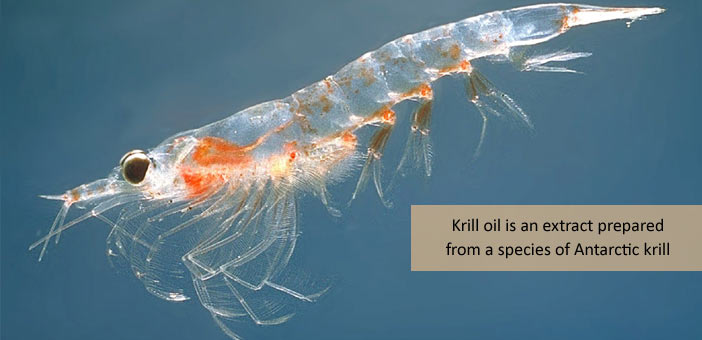 Antarctic Krill Oil