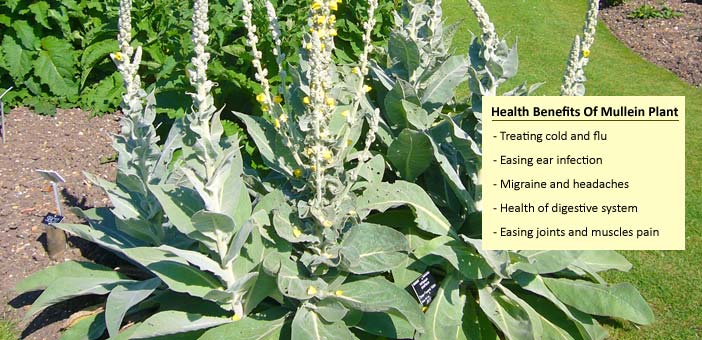 Benefits Mullein Plant