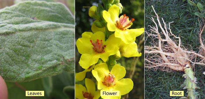 Mullein Leaves Flower Root