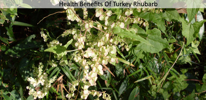 Turkey Rhubarb Benefits