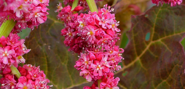 Turkey Rhubarb Flowers