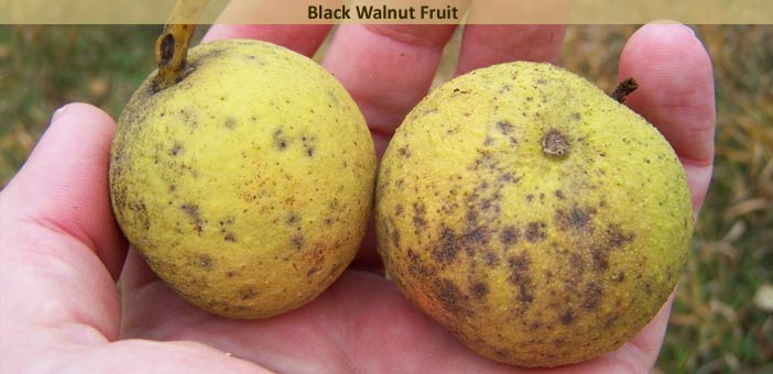 black walnut fruit