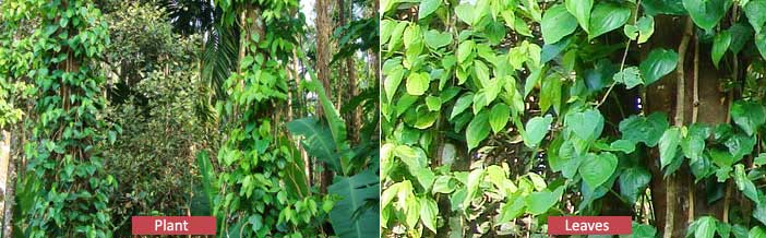 black pepper plant leaves