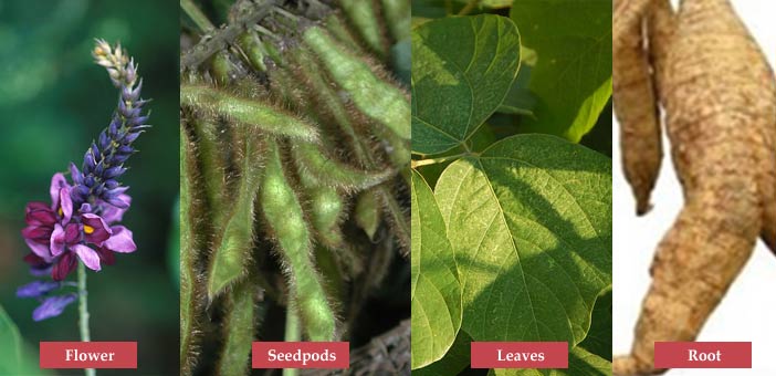 kuzu root flower leaves