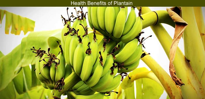 Plantain Benefits