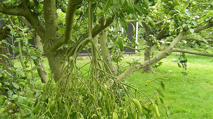 Mistletoe Plant Tree