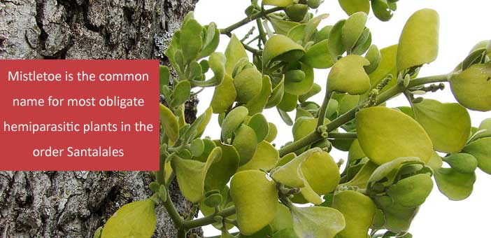 Mistletoe Plant