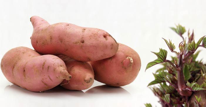 sweet potato