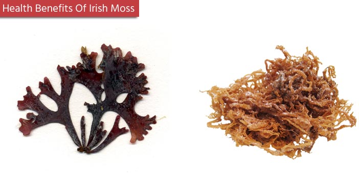 Health Benefits Irish Moss