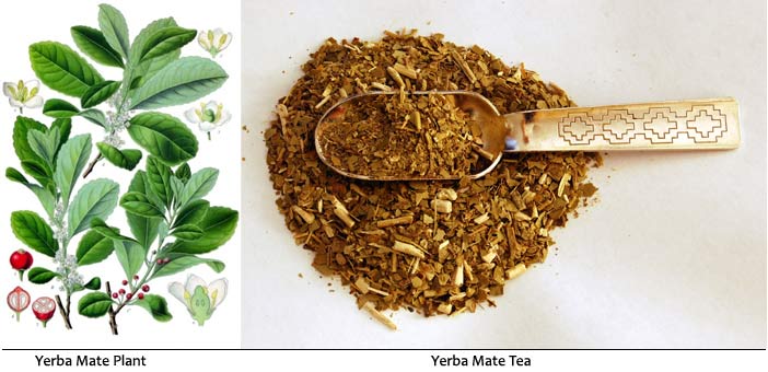 Yerba Mate Plant Tea