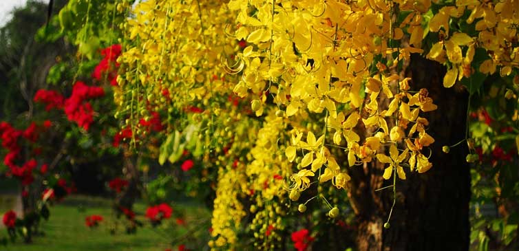 Cassia Tree Flower