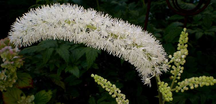 Black Cohosh Flower