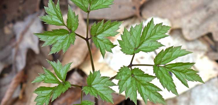 black cohosh leaves