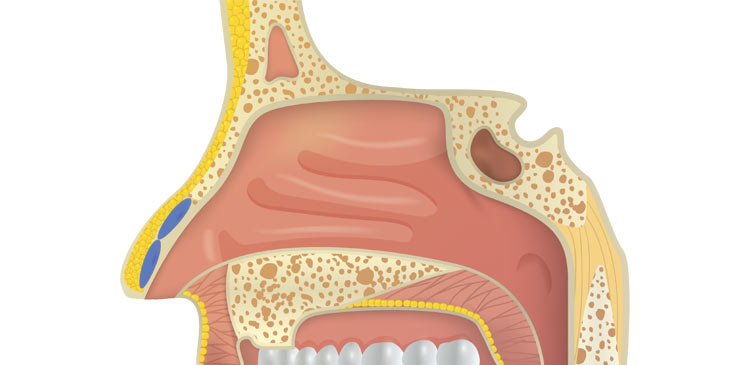 Respiratory System Nose